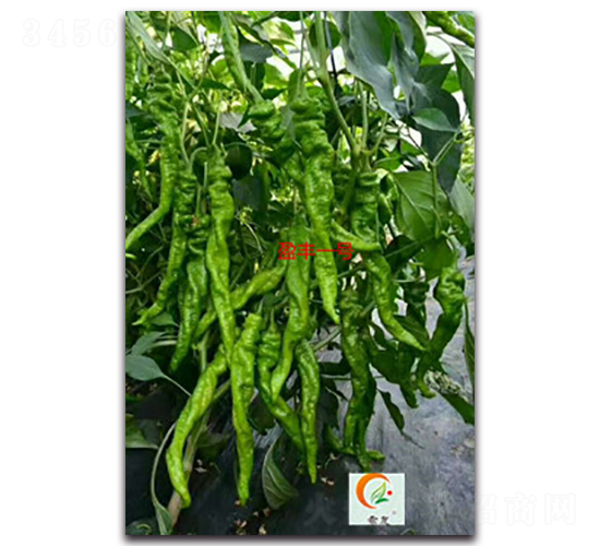 盈豐一號-辣椒種子-盛旺種業