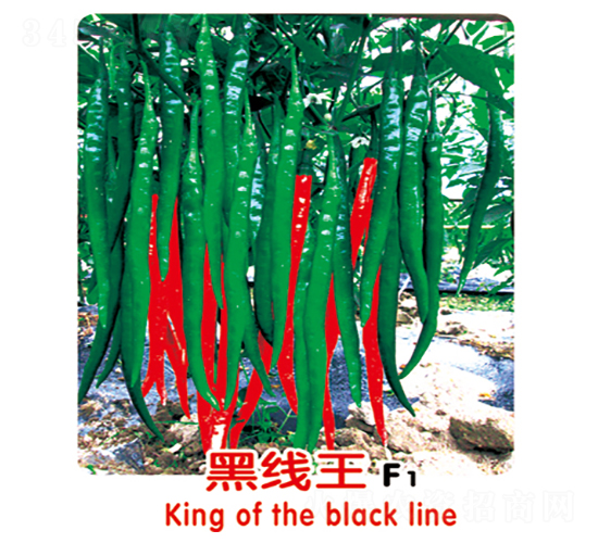 黑線王F1-辣椒種子-盛旺種業