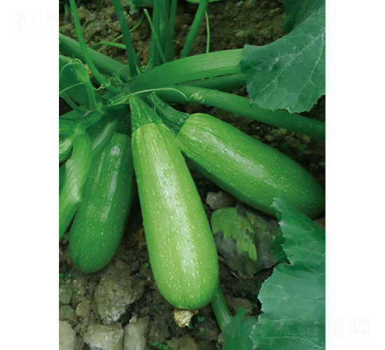 寒帥5號-西葫蘆種子-沃爾農(nóng)業(yè)
