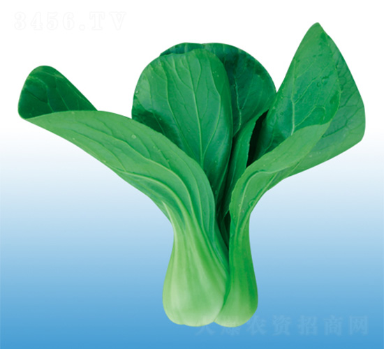 錦陽-青梗菜種子-沃爾農業