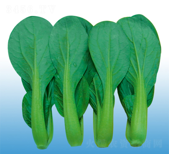 上海青菜仔-青梗菜種子-沃爾農業