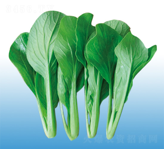二合一耐熱雞毛菜-青梗菜種子-沃爾農業
