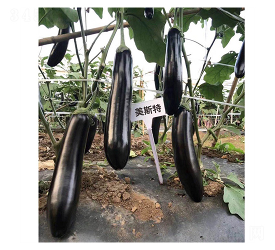 美斯特黑長茄-茄子種子-盛琪種子