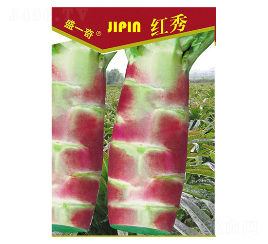 盛一奇紅秀2號萵苣-萵苣種子-盛琪種子