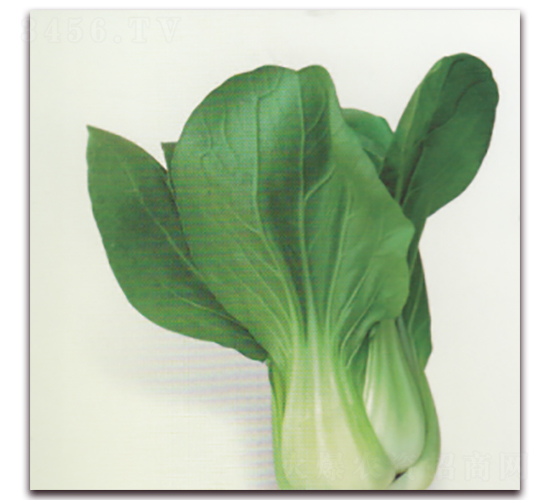 和冬春22青梗菜-青梗菜種子-科翔種業(yè)