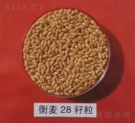 衡麥28籽粒-小麥種子-晨禾種業