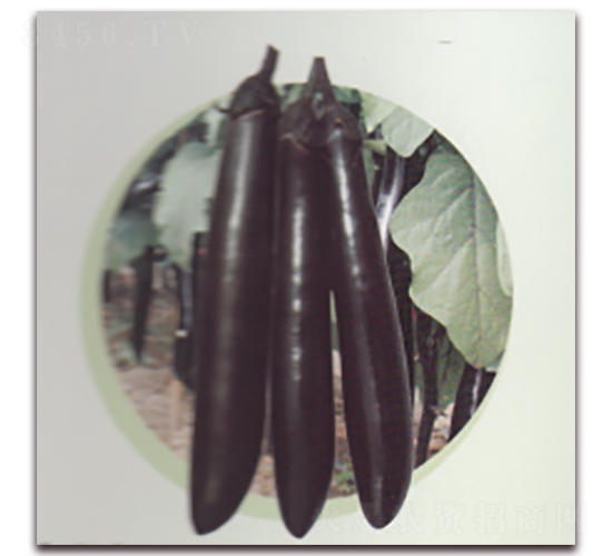 黑美人茄子-茄子種子-科翔種業