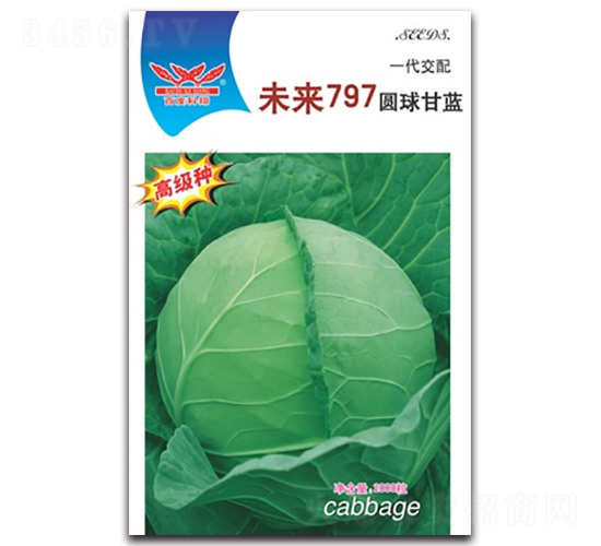 未來797-甘藍種子-科翔種業
