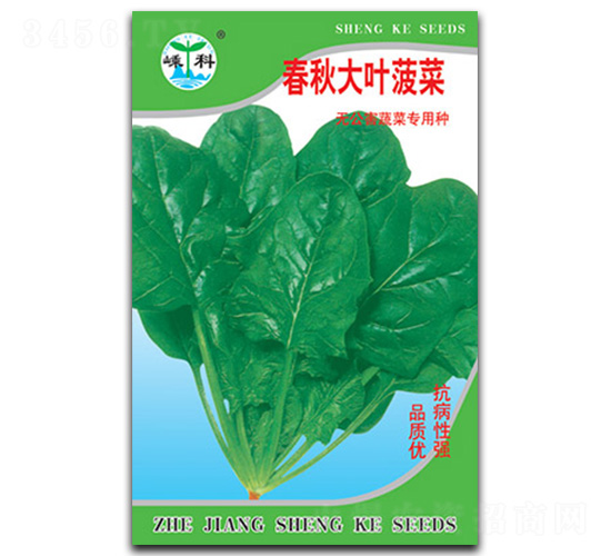 春秋大葉菠菜-菠菜種子-嵊科種業