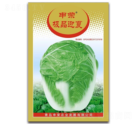 極品迎夏-白菜種子-申榮農(nóng)業(yè)