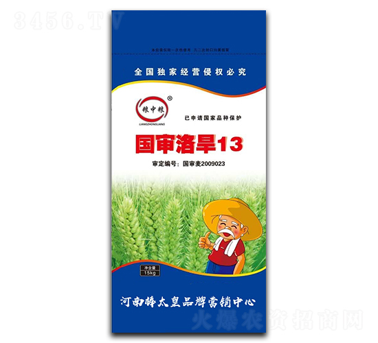 國審洛旱13（小麥種子）-糧中糧-鼎冠種業