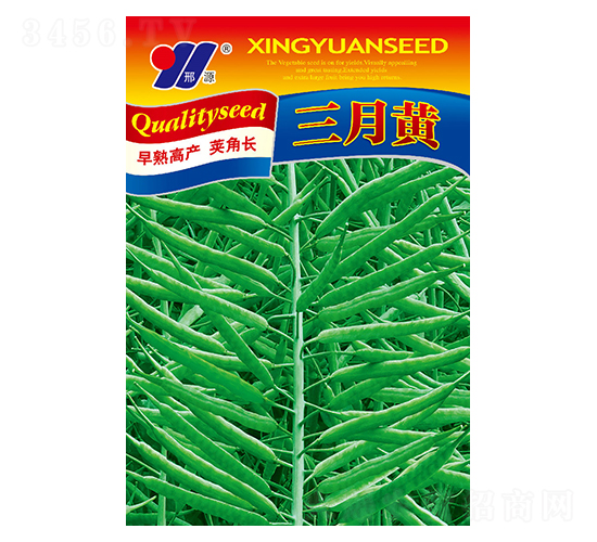 三月黃-油菜種子-邢源農業