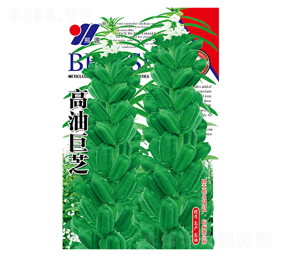 高油巨芝-芝麻種子-邢源農業