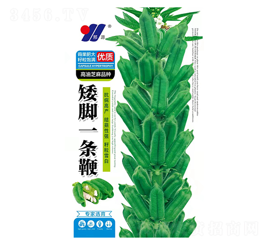 矮腳一條鞭-芝麻種子-邢源農業