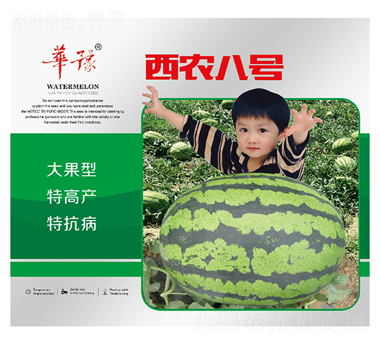 西農(nóng)八號-西瓜種子-邢源農(nóng)業(yè)