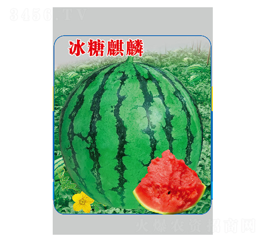 冰糖麒麟-西瓜種子-邢源農業
