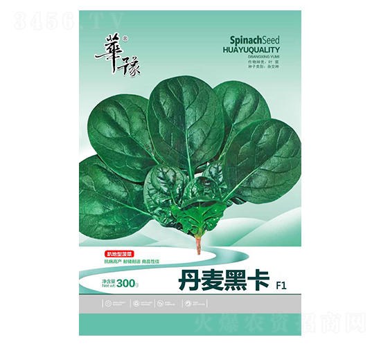丹麥黑卡-菠菜種子-邢源農業