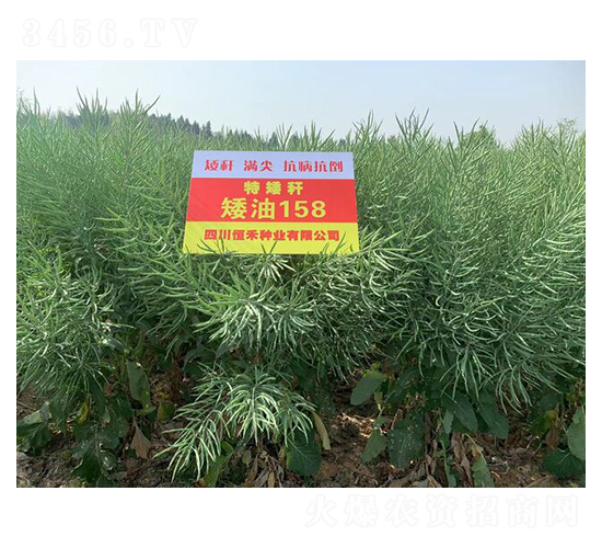 特矮桿油菜種子-矮油158-恒禾種業