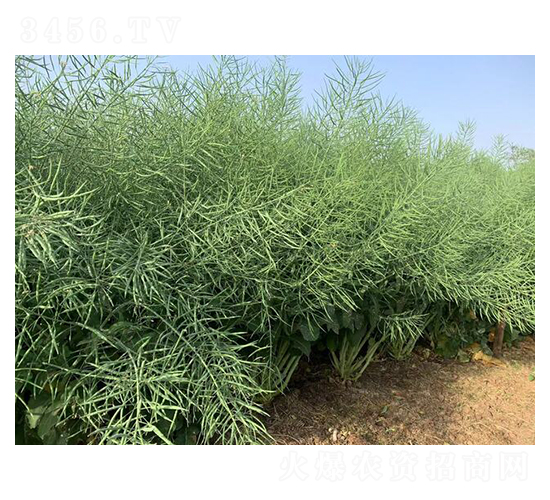 油菜種子-矮油早900-恒禾種業