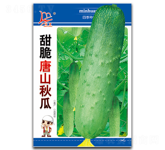 甜脆唐山秋瓜-秋瓜種子-閩皇種業