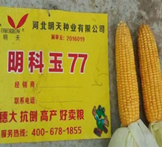 明科玉77-玉米種子-明天種業
