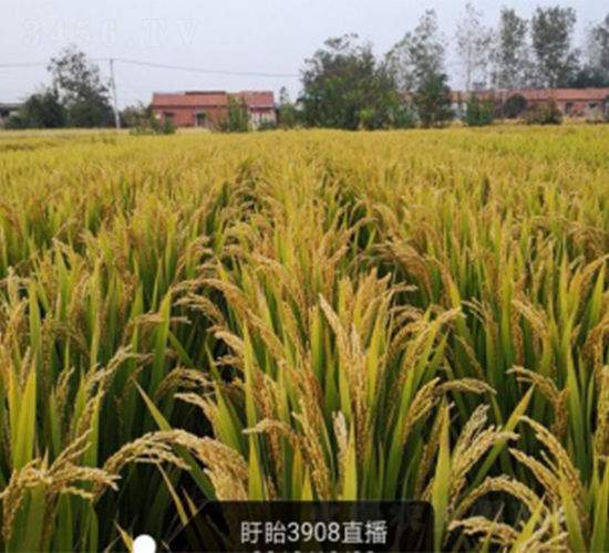 南粳3908-水稻種子-明天種業