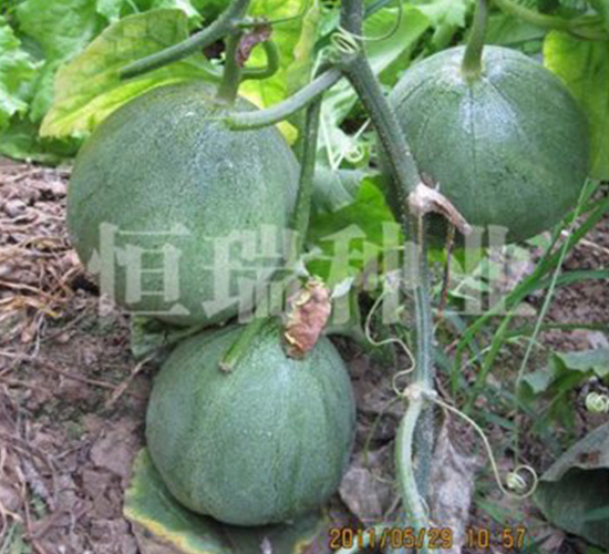綠如意-甜瓜種子-恒瑞種業