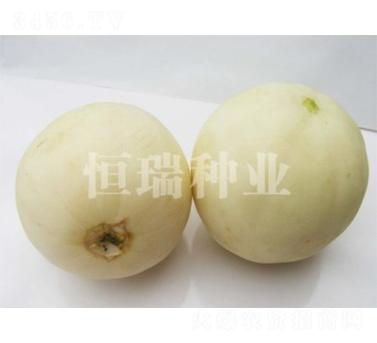 瑞雪-甜瓜種子-恒瑞種業
