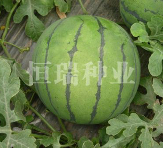 鳳王-西瓜種子-恒瑞種業