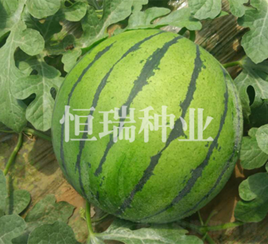 多嬌-西瓜種子-恒瑞種業(yè)