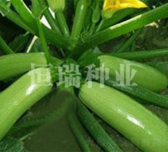 綠元帥-西葫蘆種子-恒瑞種業