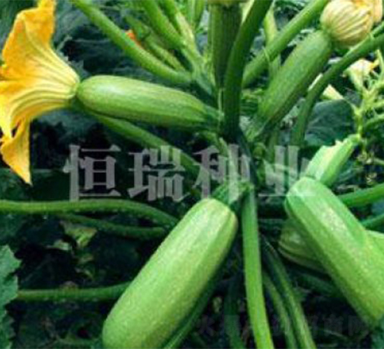 雪莉婭-西葫蘆種子-恒瑞種業