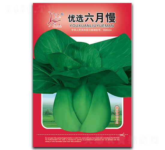優選六月慢-青菜種子-閩皇種業