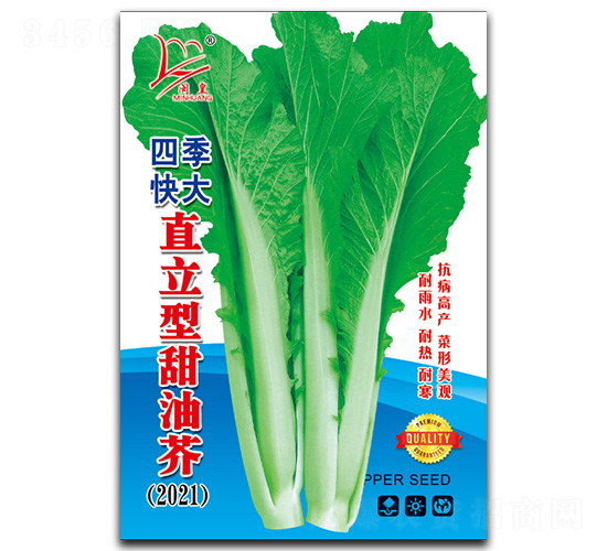 直立型甜油芥-芥菜種子-閩皇種業