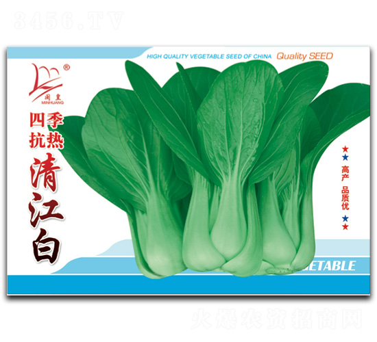 四季抗熱清江白-青菜種子-閩皇種業