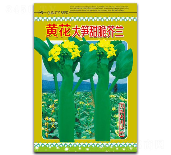 黃花大筍甜脆芥蘭-芥蘭種子-閩皇種業