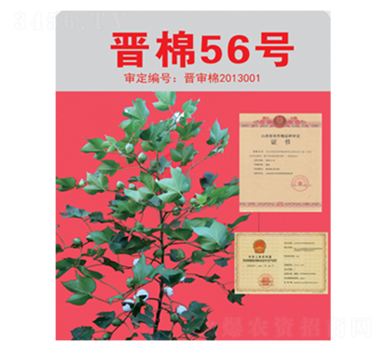 晉棉56號-棉花種子-三聯