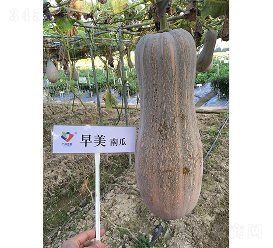 亞蔬早美1號-南瓜種子-廣州亞蔬