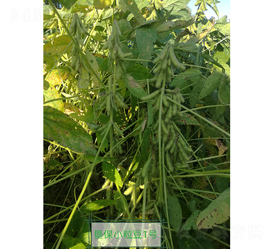 墾保小粒豆1號-大豆種子-墾豐種業