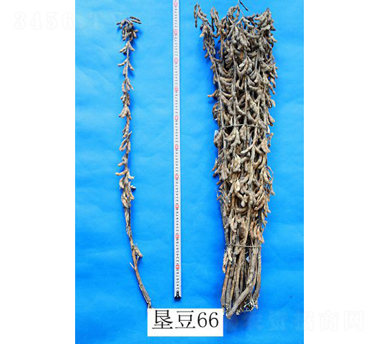 墾豆66-大豆種子-墾豐種業
