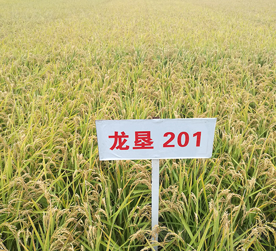 201-ˮN-SNI