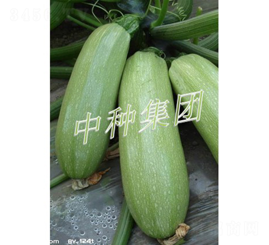 BIJOU-西葫蘆種子-中種集團