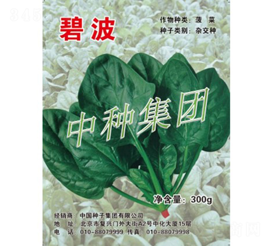 碧波-菠菜種子-中種集團