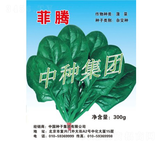 菲騰-菠菜種子-中種集團