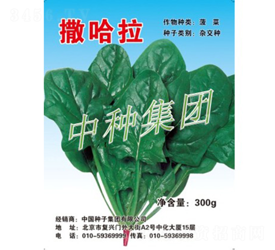 撒哈拉-菠菜種子-中種集團