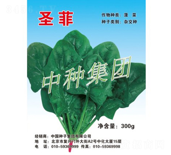 圣菲-菠菜種子-中種集團