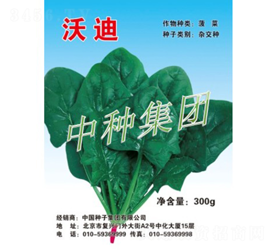 沃迪-菠菜種子-中種集團