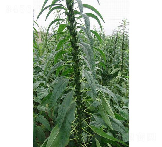 鄂芝5號(hào)-芝麻種子-中農(nóng)發(fā)
