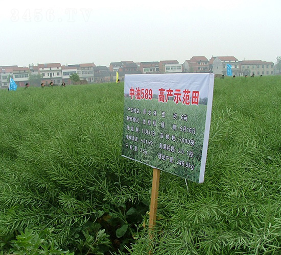 中油589-油菜種子-中農發
