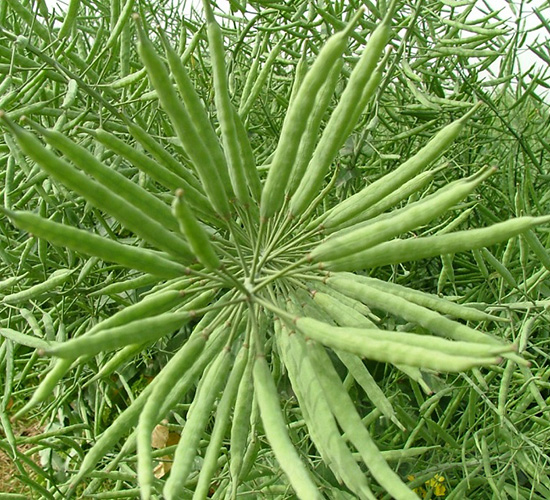 禾盛油555-油菜種子-中農發